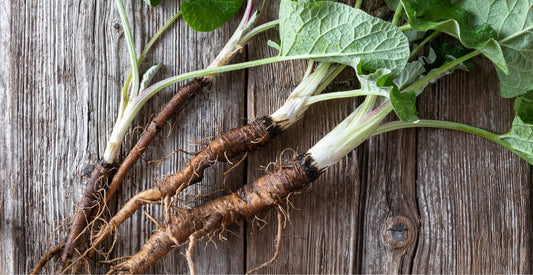 What are Prebiotics and Probiotics? pt 1